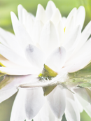 Rejuvenating Vitalessence Serum-Oil 30ml