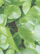 ANDA VITAL EYE CRÈME 15ml