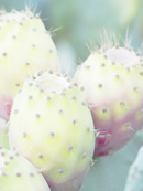 ANDA Coherence Elixir 50ml