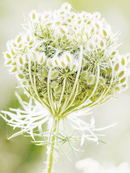 ANDA Super Nutrient Balm 40g